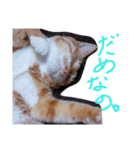 あまえびとはまちの猫っぽい日々（個別スタンプ：4）