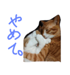 あまえびとはまちの猫っぽい日々（個別スタンプ：5）