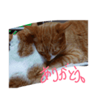 あまえびとはまちの猫っぽい日々（個別スタンプ：7）