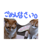あまえびとはまちの猫っぽい日々（個別スタンプ：8）