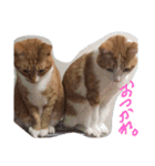 あまえびとはまちの猫っぽい日々（個別スタンプ：9）