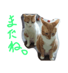 あまえびとはまちの猫っぽい日々（個別スタンプ：10）