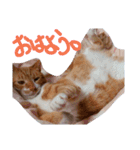 あまえびとはまちの猫っぽい日々（個別スタンプ：11）