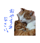 あまえびとはまちの猫っぽい日々（個別スタンプ：12）