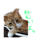 あまえびとはまちの猫っぽい日々（個別スタンプ：13）