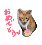 あまえびとはまちの猫っぽい日々（個別スタンプ：16）