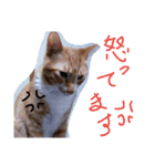 あまえびとはまちの猫っぽい日々（個別スタンプ：17）