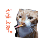 あまえびとはまちの猫っぽい日々（個別スタンプ：19）