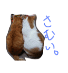 あまえびとはまちの猫っぽい日々（個別スタンプ：20）