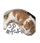 あまえびとはまちの猫っぽい日々（個別スタンプ：21）