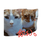 あまえびとはまちの猫っぽい日々（個別スタンプ：22）