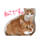 あまえびとはまちの猫っぽい日々（個別スタンプ：23）