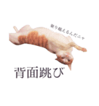 ニャンコの詰め合わせ②（個別スタンプ：13）