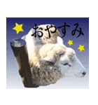 もこもこ リアルひつじ（個別スタンプ：2）