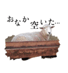 もこもこ リアルひつじ（個別スタンプ：9）