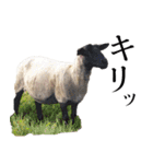 もこもこ リアルひつじ（個別スタンプ：12）