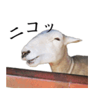 もこもこ リアルひつじ（個別スタンプ：15）