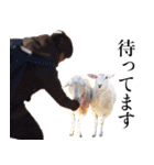 もこもこ リアルひつじ（個別スタンプ：19）