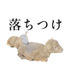 もこもこ リアルひつじ（個別スタンプ：21）
