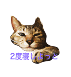 毎日ちゃー（個別スタンプ：1）