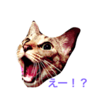 毎日ちゃー（個別スタンプ：4）