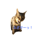 毎日ちゃー（個別スタンプ：7）