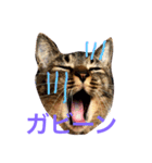毎日ちゃー（個別スタンプ：9）