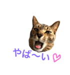 毎日ちゃー（個別スタンプ：15）