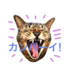 毎日ちゃー（個別スタンプ：16）