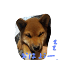 柴犬ちびの日常（個別スタンプ：1）
