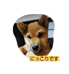 柴犬ちびの日常（個別スタンプ：2）