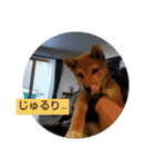 柴犬ちびの日常（個別スタンプ：3）