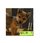 柴犬ちびの日常（個別スタンプ：4）