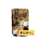 柴犬ちびの日常（個別スタンプ：5）