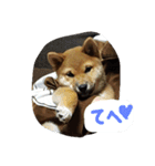 柴犬ちびの日常（個別スタンプ：8）
