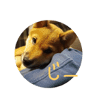 柴犬ちびの日常（個別スタンプ：9）