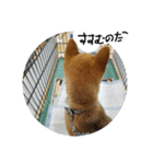 柴犬ちびの日常（個別スタンプ：11）