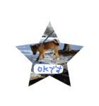 柴犬ちびの日常（個別スタンプ：12）