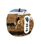 柴犬ちびの日常（個別スタンプ：13）