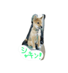 柴犬ちびの日常（個別スタンプ：14）