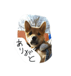 柴犬ちびの日常（個別スタンプ：16）