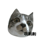 Cat666（個別スタンプ：1）
