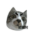Cat666（個別スタンプ：2）