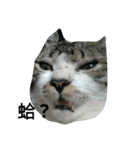Cat666（個別スタンプ：3）