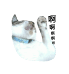 Cat666（個別スタンプ：4）