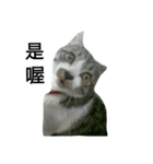 Cat666（個別スタンプ：5）