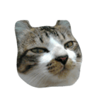 Cat666（個別スタンプ：6）