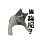 Cat666（個別スタンプ：8）