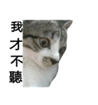 Cat666（個別スタンプ：10）