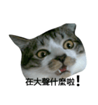 Cat666（個別スタンプ：11）